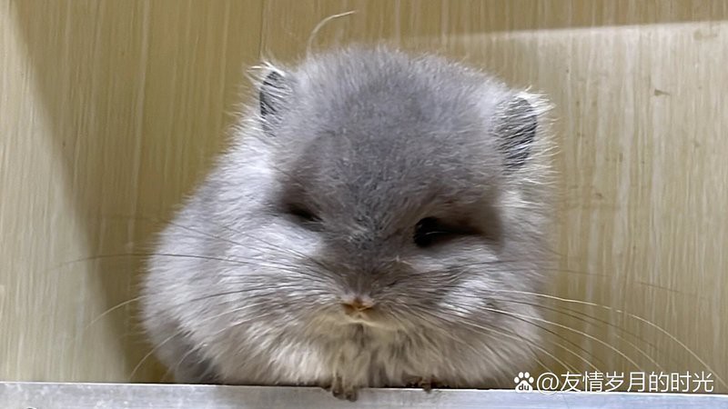 龍貓繁殖后如何護理