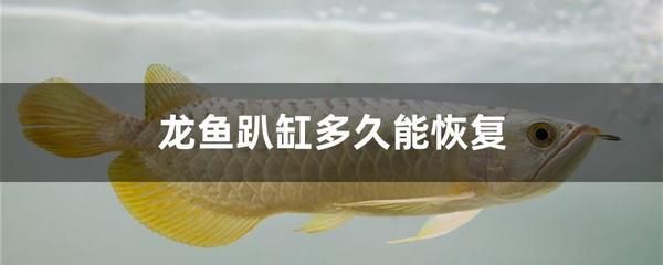 消除龍魚緊張：如何消除龍魚緊張