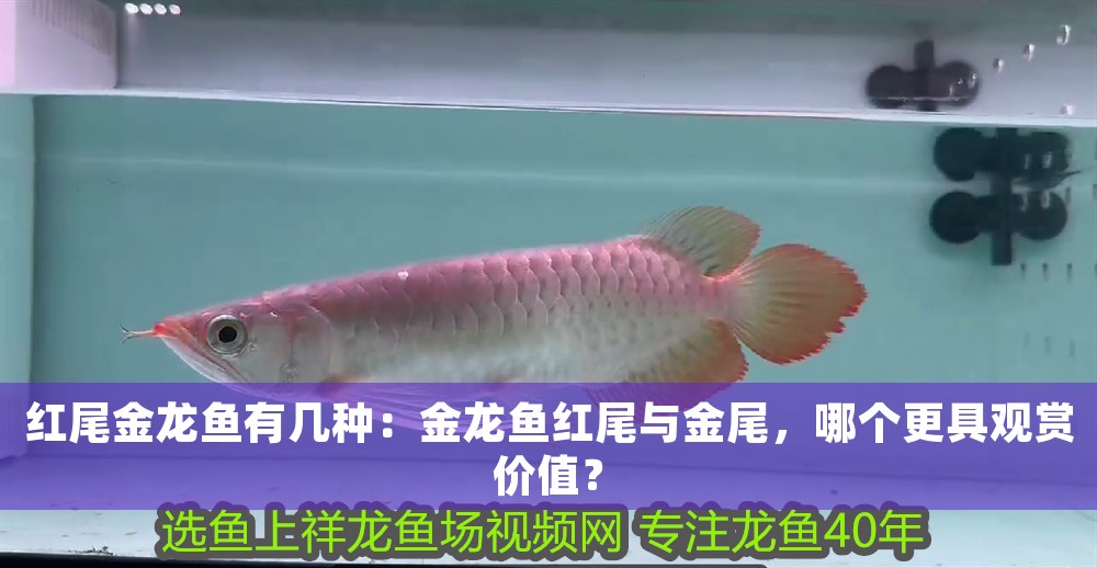 紅尾金龍魚有幾種：金龍魚紅尾與金尾，哪個更具觀賞價值？