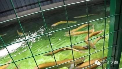 珠海龍魚觀賞魚養殖基地（廣東珠海龍魚觀賞魚養殖基地）