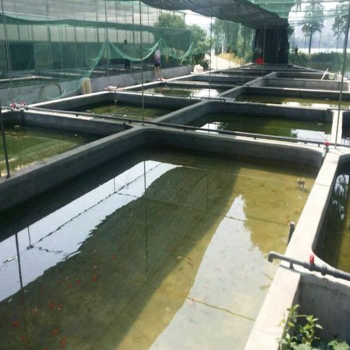 珠海龍魚觀賞魚養殖基地（廣東珠海龍魚觀賞魚養殖基地）