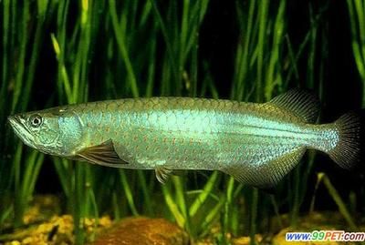 怎樣預防龍魚掉眼睛的方法（如何預防龍魚掉眼）