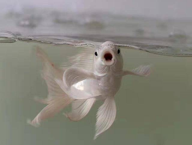 金龍魚吃水果嗎