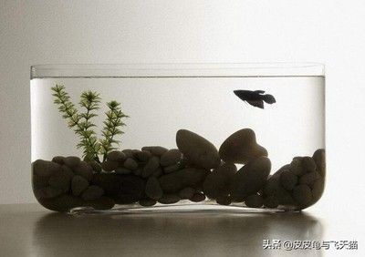 辦公室放魚缸好不好（魚缸擺放風水講究辦公室魚缸擺放風水講究辦公室魚缸選魚技巧）