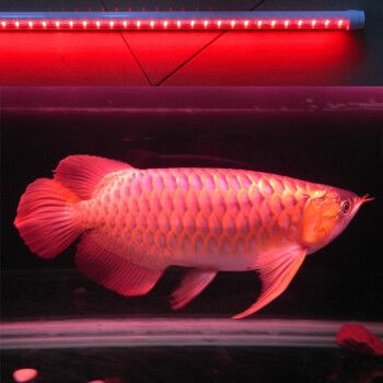 龍魚燈光照射的最佳時間：龍魚燈光照射的最佳時間是什么時候？