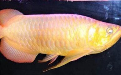 龍魚側線孔鼓起的原因及處理方法（龍魚側線孔鼓起可能是由于多種原因引起的）