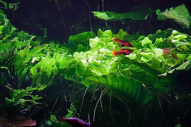 綠水養龍魚有什么好處
