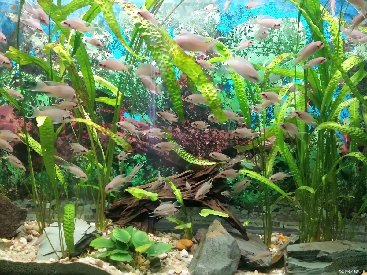 綠水養(yǎng)龍魚有什么好處