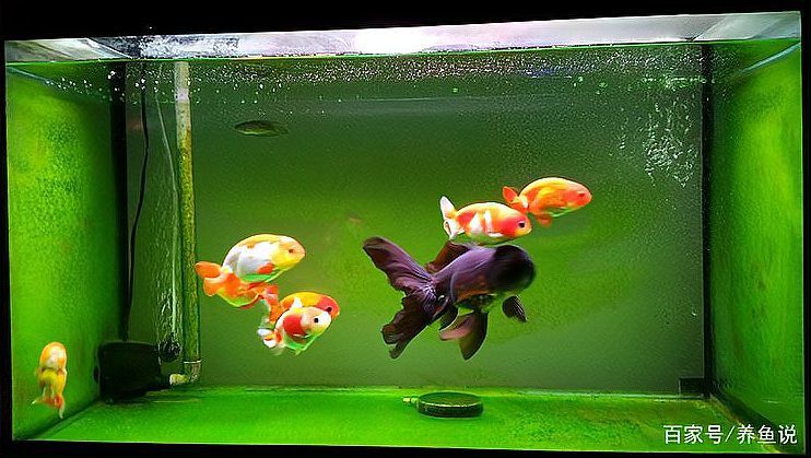 綠水養(yǎng)龍魚有什么好處