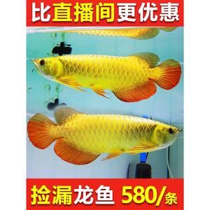 紅龍魚幼苗和金龍魚幼苗區別在哪里（如何辨別紅龍魚與金龍魚價格對比）