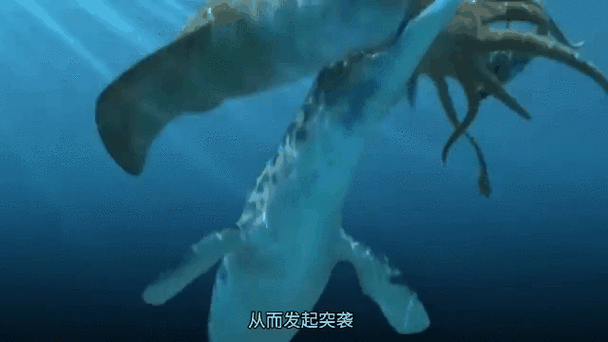 滄龍魚長什么樣子圖片視頻大全