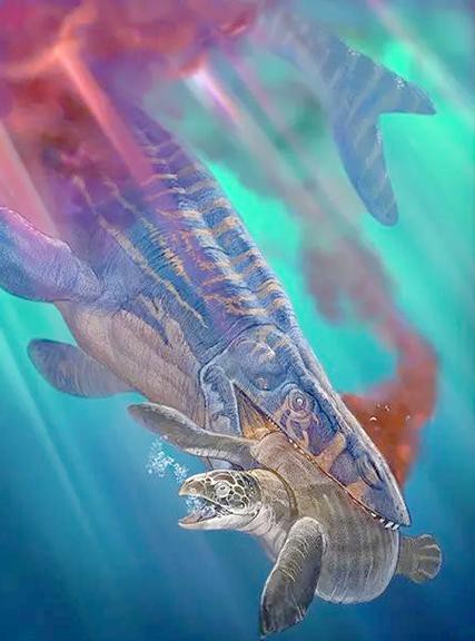 滄龍魚長什么樣子圖片視頻大全