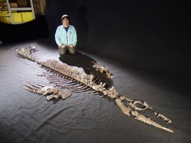 滄龍魚長什么樣子圖片視頻大全