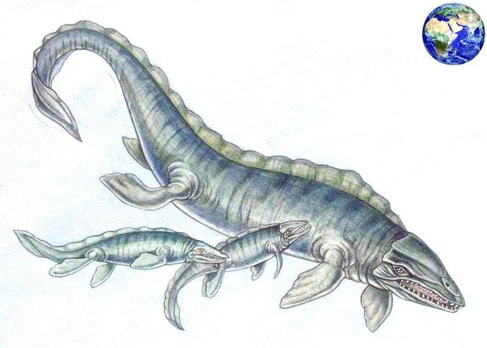 滄龍魚長什么樣子圖片視頻大全