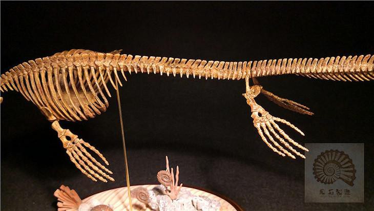 滄龍魚長什么樣子圖片視頻大全