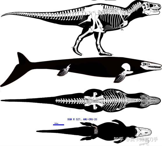 滄龍魚長什么樣子圖片視頻大全