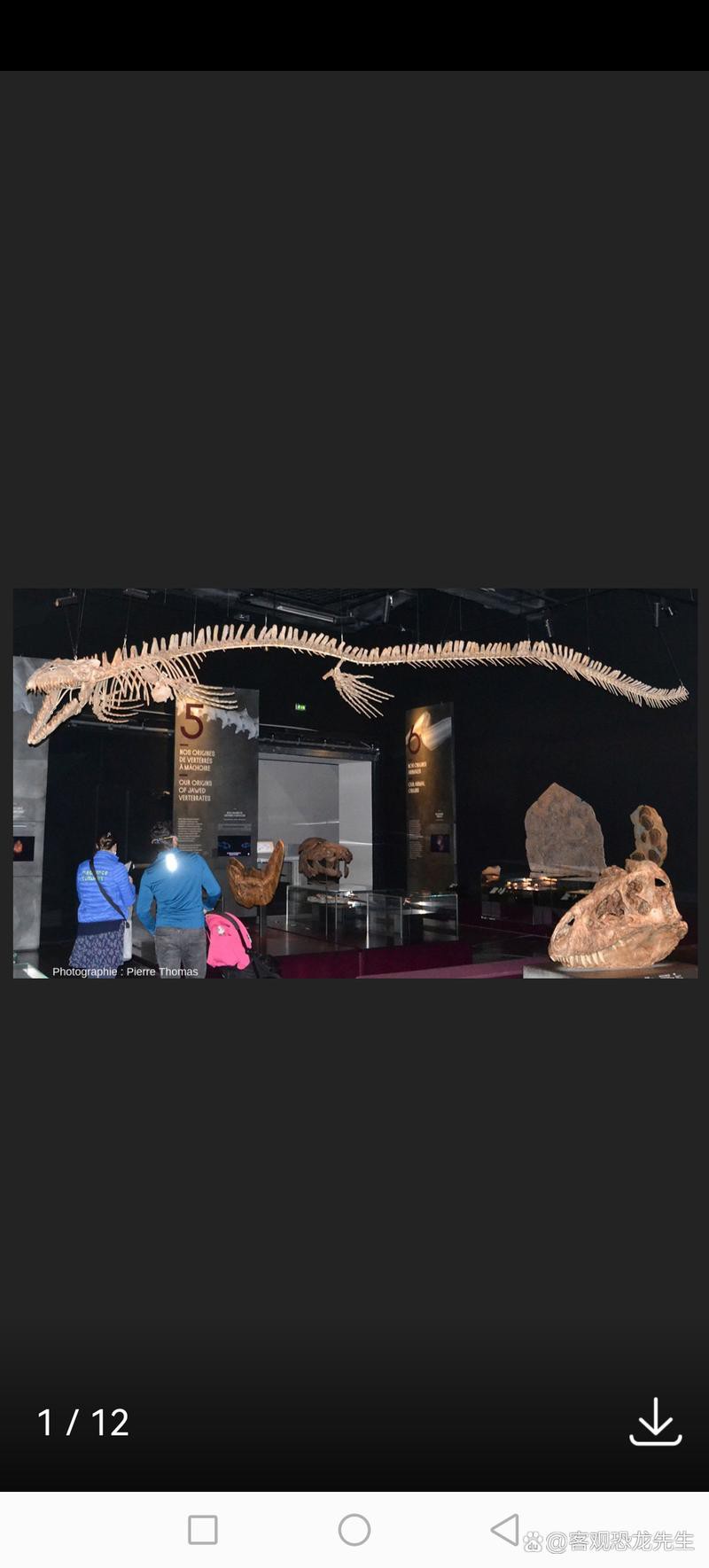 滄龍魚長什么樣子圖片視頻大全