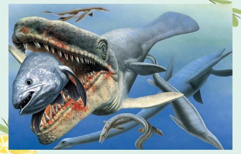 滄龍魚長什么樣子圖片視頻大全