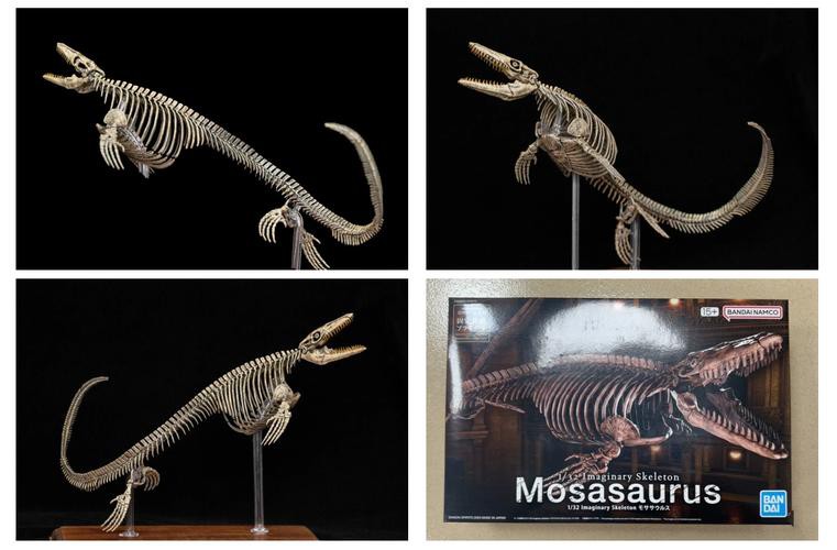 滄龍魚長什么樣子圖片視頻大全