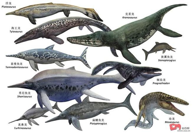 滄龍魚長什么樣子圖片視頻大全