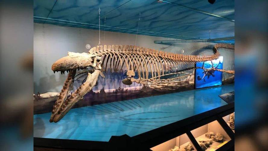 滄龍魚長什么樣子圖片視頻大全