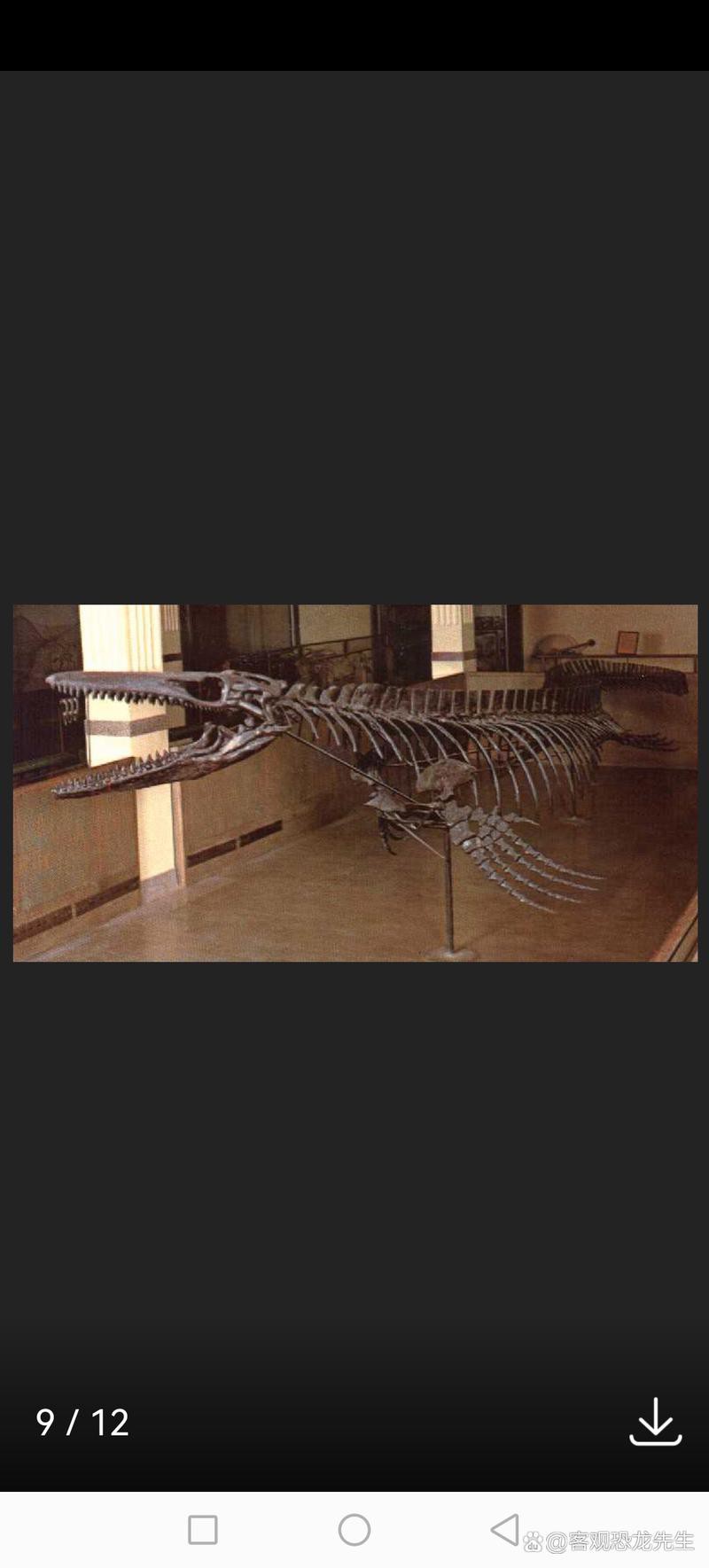 滄龍魚長什么樣子圖片視頻大全