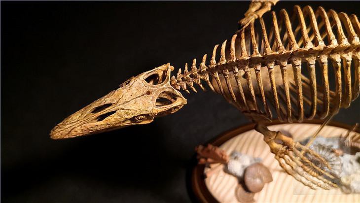 滄龍魚長什么樣子圖片視頻大全