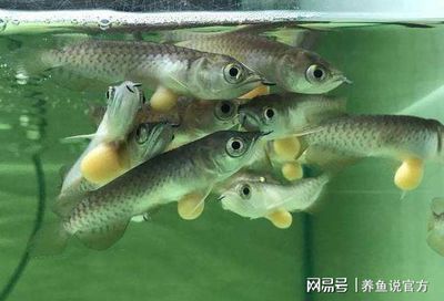 龍魚苗飼養：如何控制龍魚苗養殖密度,龍魚苗日常護理要點