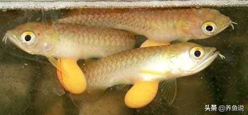 龍魚苗飼養：如何控制龍魚苗養殖密度,龍魚苗日常護理要點