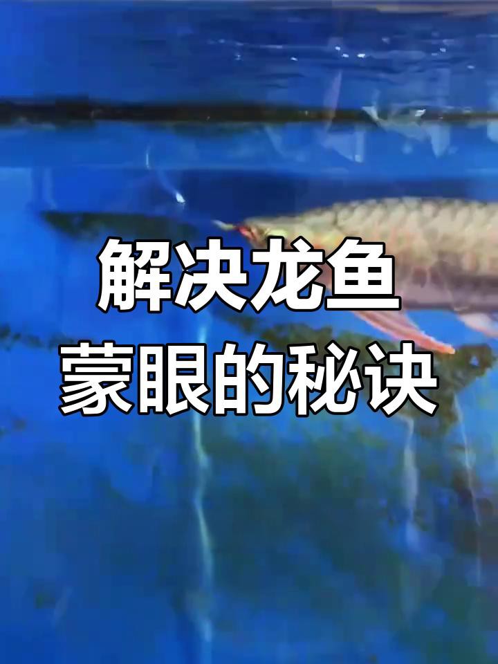 如何預防紅龍魚蒙眼病的發生？
