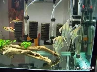 三間鼠和龍魚能混養嗎（三間鼠和龍魚可以混養嗎？）