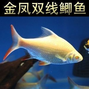 元寶鯽混養伴侶選擇：元寶鯽與泰國鯽混養案例