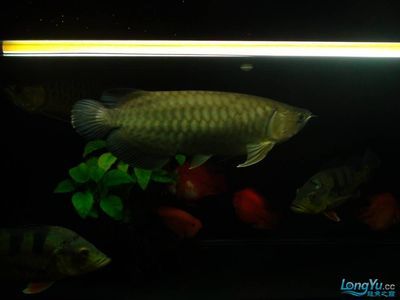 龍魚批發祥龍魚場（祥龍漁場是馬來西亞老牌大漁場）