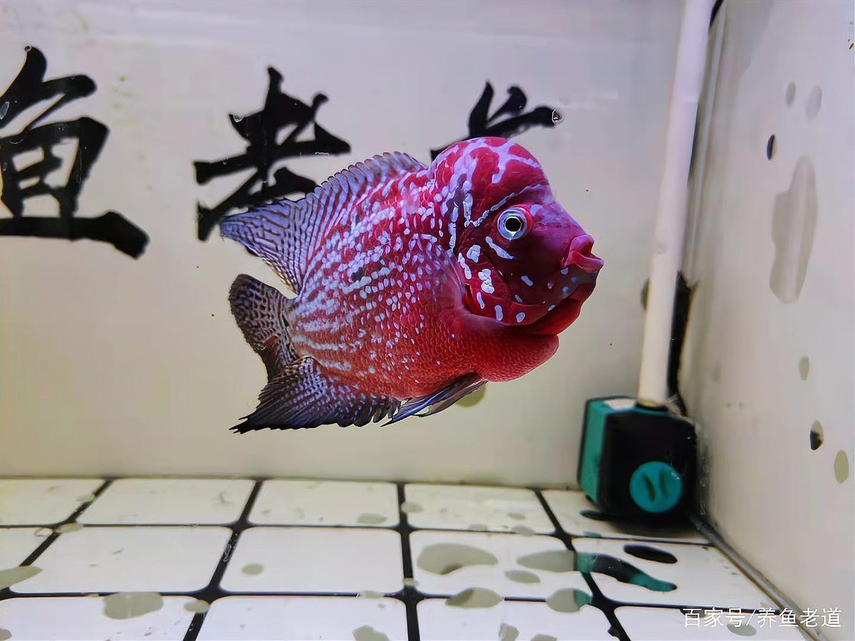 藍龍魚為什么突然死了