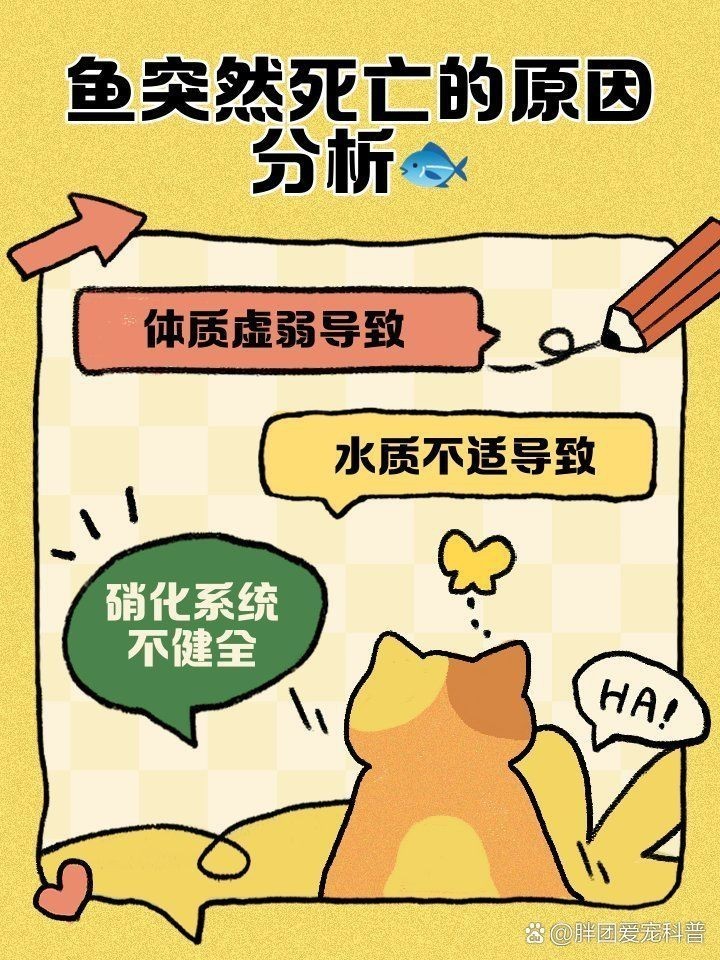 藍龍魚為什么突然死了