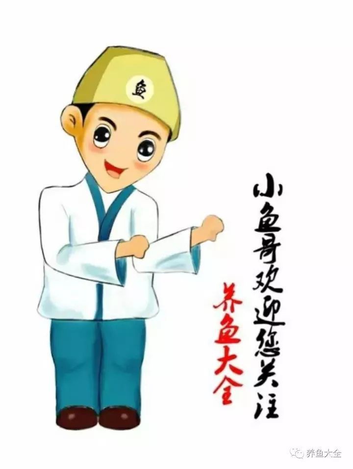藍龍魚為什么突然死了