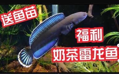 奶茶雷龍魚是否可以與其他魚類混養：奶茶雷龍魚可以與其他魚類混養嗎？