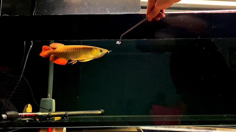 小紅龍魚鰭長得大