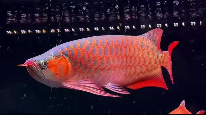 小紅龍魚鰭長得大