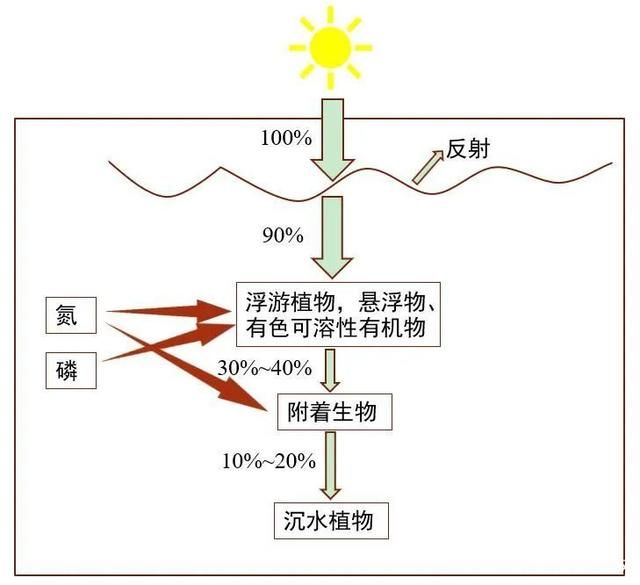 控制光照對水質(zhì)的具體操作方法：控制光照是改善和維持水質(zhì)的關鍵方法