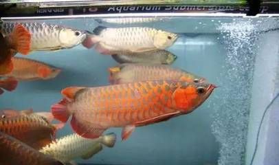 龍魚跟什么魚混養(yǎng)長得快又好看，適合與龍魚一起混養(yǎng)的幾種魚種，適合與龍魚一起混養(yǎng)