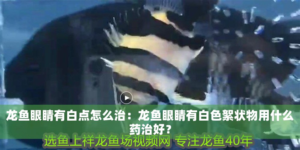 龍魚眼睛有白點怎么治：龍魚眼睛有白色絮狀物用什么藥治好？