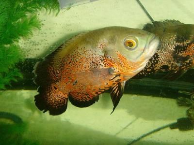 龍魚眼睛有白點怎么治：龍魚眼睛有白色絮狀物用什么藥治好？