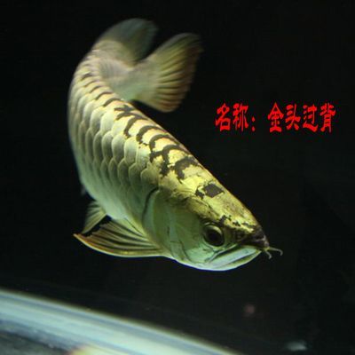 畫一條金龍魚怎么畫（7個步驟畫一條金龍魚）