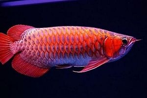 綠皮紅辣椒龍魚怎么做（綠皮紅辣椒龍魚的飼養(yǎng)方法）