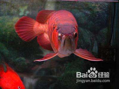 小龍魚喂什么長得快一點(diǎn)：小龍魚喂什么長得快一點(diǎn)，