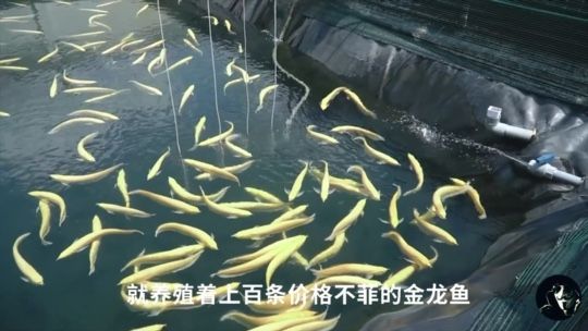 農村小伙護理金龍魚，月入過萬，他憑借這個訣竅：養殖金龍魚到底有多賺錢，一個池塘就有幾百條