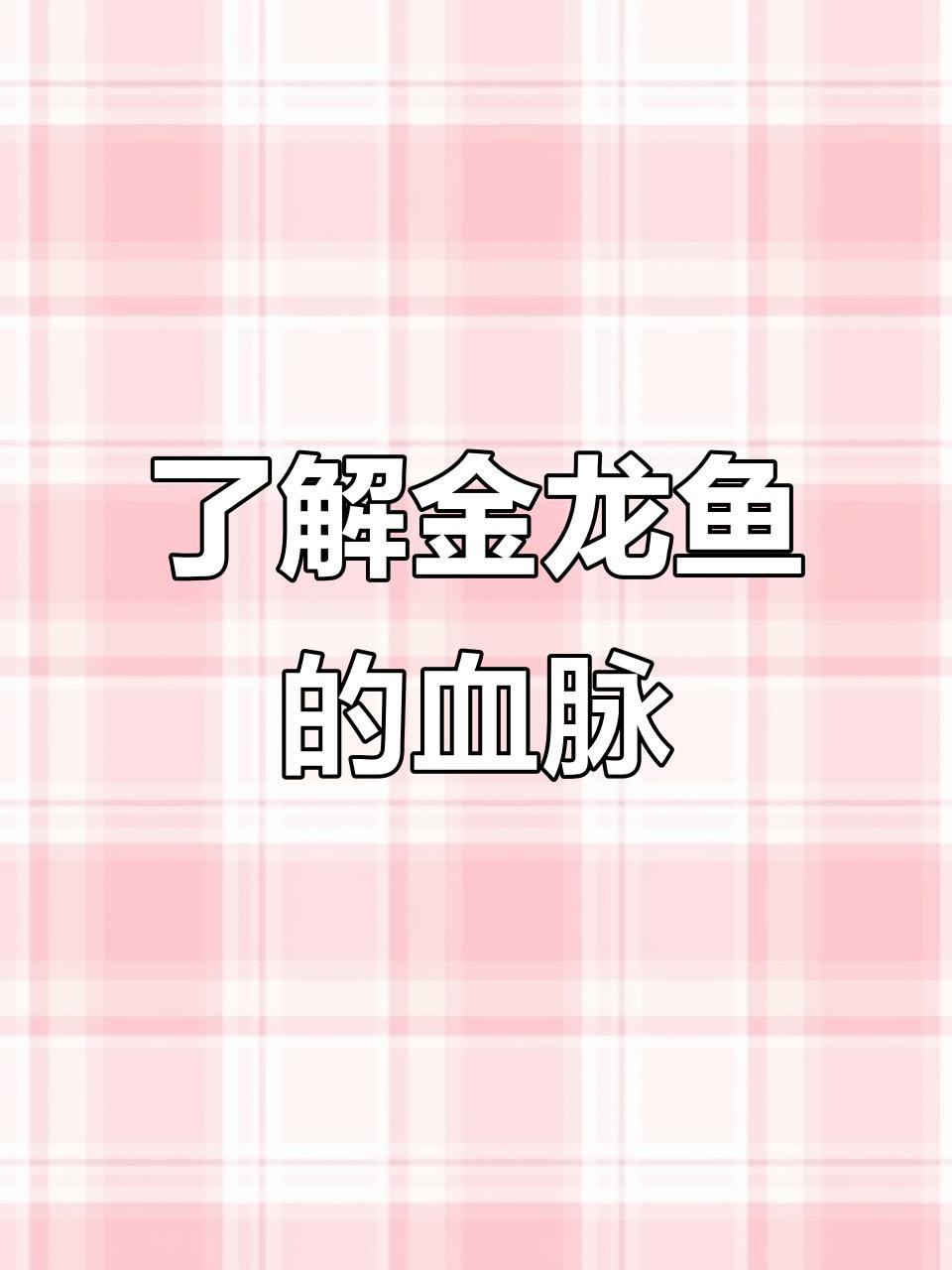 藍(lán)底過背金龍的市場價(jià)格走勢如何？