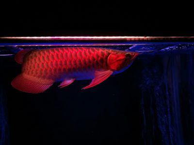 龍魚能承受的最低溫度：龍魚冬季養(yǎng)護(hù)技巧，龍魚的最低耐受溫度為[需手動填充]