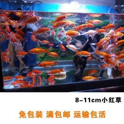 龍魚魚苗好養嗎怎么養的（飼養龍魚魚苗的方法）